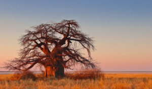 baobab